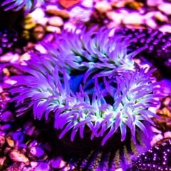 Deep in to the House