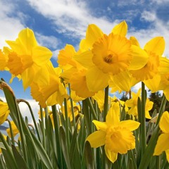 Ascension - Spring Has Sprung March 2016