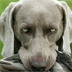 Eagles of Death Metal-Wannabe in LA