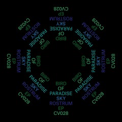 PRÈMIÉRE: Bird of Paradise - Sky Rostrum [Clouded Vision]
