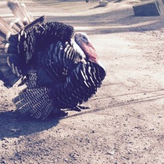 Why Not - Live At Lissabon