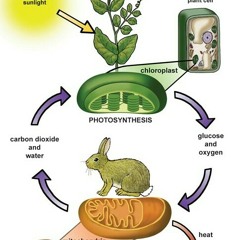 Cellular respiration and photosynthesis