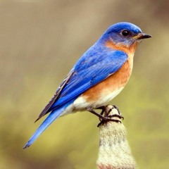 Bluebird - Charles Bukowski