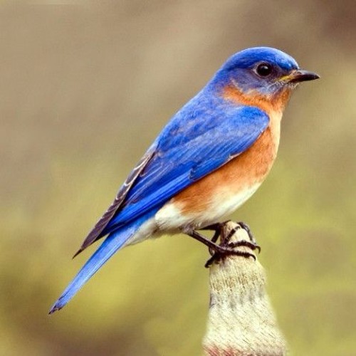 Bluebird - Charles Bukowski
