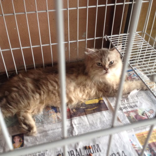 Sepi Sekuntum Mawar Merah By Encik Irwan