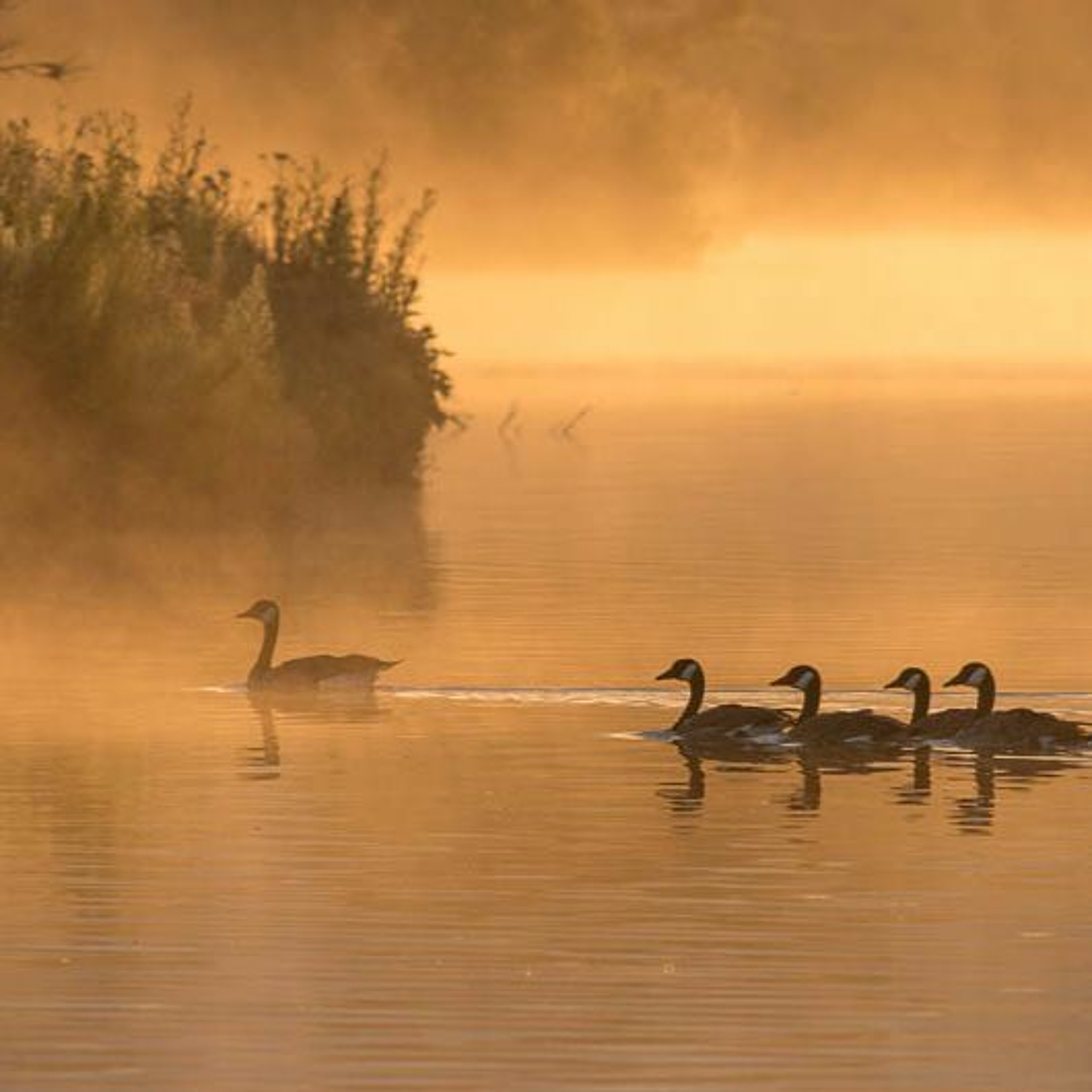 Dawn Chorus episode artwork