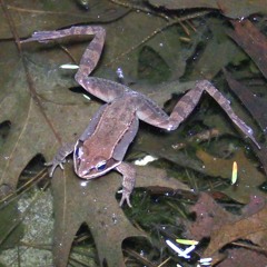 Quacking Wood Frogs and Purring Wolf Spider