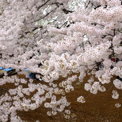 HARAJUKU