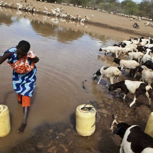 Stream The hidden dangers of irrigation in Kenya by Listen