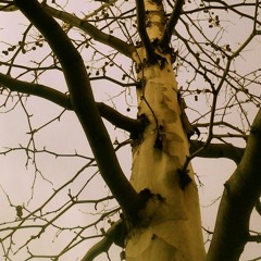 Migrations