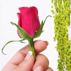خمرة هواك يا مي، مبارك حسن بركات