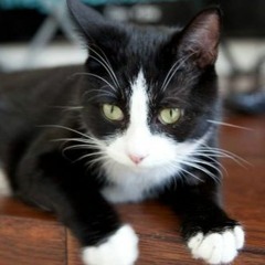 Have You Seen My Cat (edit)