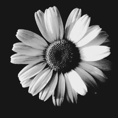 White Daisy Passing - Rocky Votolato - (Daniel Schoenberg and Erin Carl One-Take Cover)