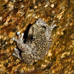 Waterfall Frog - Litoria Nannotis