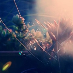 Sedam Roses, Minidetail Mix