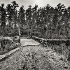 Journey through the Backyard