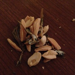 World Order FEAT. KRAYZIE BONE