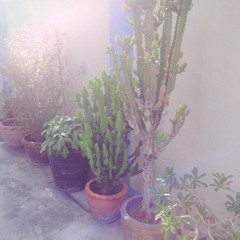 The Cactus Song