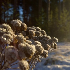 Mystical (Experimental)