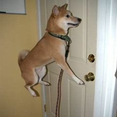 bark