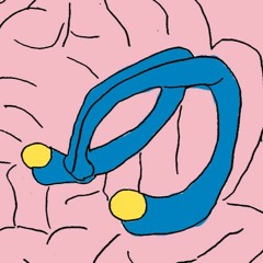 amygdala