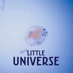 The Psychedelic Snail