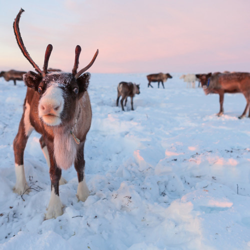 Siberian Shivers