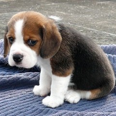 Kick Me When I'm Down (Indigo Girls Version)