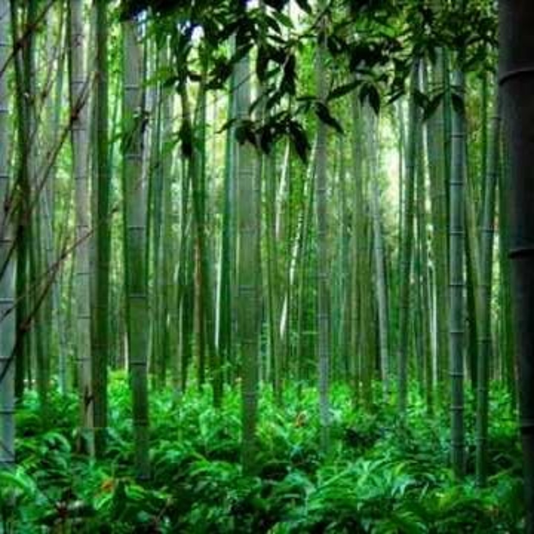 Stream Meditation Healing Relaxation Chinese Bamboo Flute Music