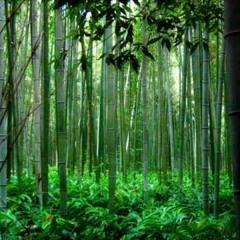 Meditation - Healing - Relaxation (Chinese Bamboo Flute Music - Sounds Of Nature)
