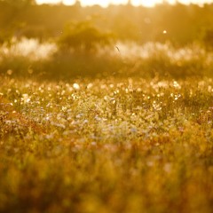 Peter - Spring Sun