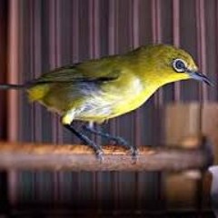 [BURUNG KICAU] PLECI KACAMATA (Suara Master Kicau Burung) HD || Oleh: Heri Irawan (Awank)
