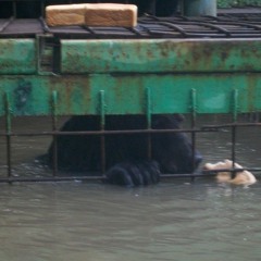 Lara Meltemi reads the lyrics of her song "Bear Named Martha" ("Медведица Марфа")