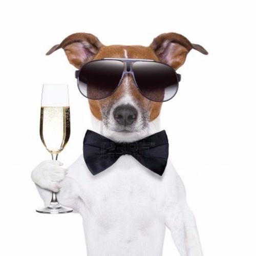 Champagne puppies outlet