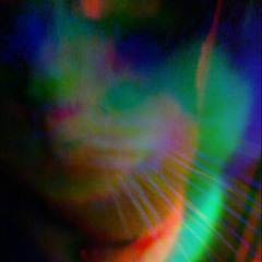 the dandelion graves - hearts and bones