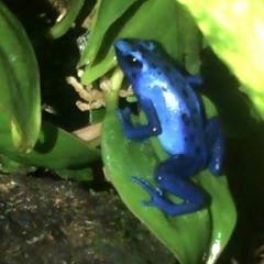 dendrobates azureus (blue poison dart frog ) calling