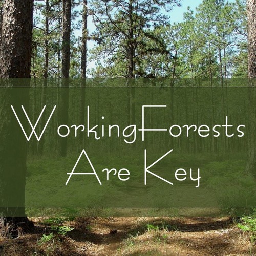 Stream episode Working Forests Are Key by Trees Are Key podcast
