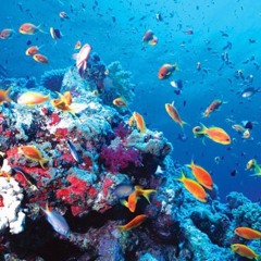 Saltwater Room (cover)