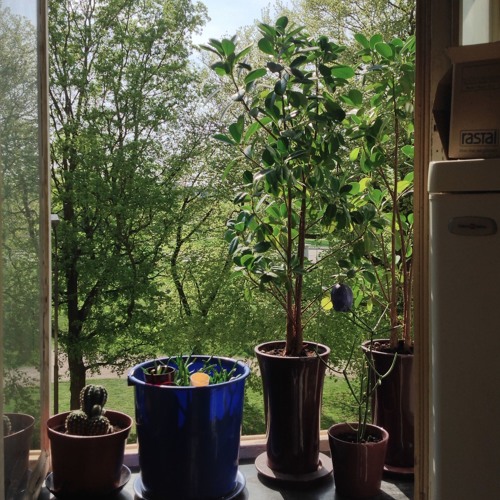 Stream Boards Of Canada Open The Light (Acoustic Guitar Remix) by Auh Soj Listen online for