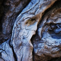 Ambientalism