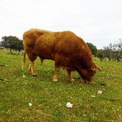 BetoRojo - 'Vivir y morir por ti'