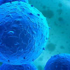 Stem Cell