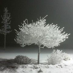 SSC #254 - Still Winter