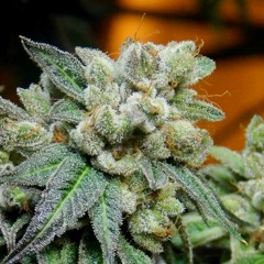 Killa Kush  (trap beat)