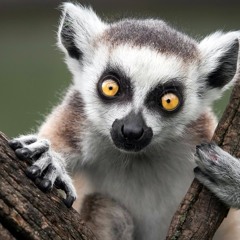 Madagascar: Lemurs, Birds, Trees