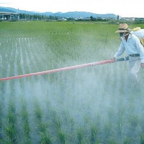 Nếu em trồng rau - NuK