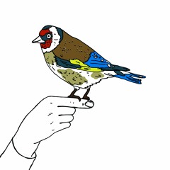 STEPHANE KOZIK - Tune Is Dream