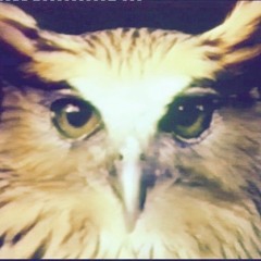 Owl is an owl / Chris Marker short film rmx