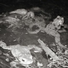 common toad mating ball