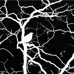 Blackbird (The Beatles)